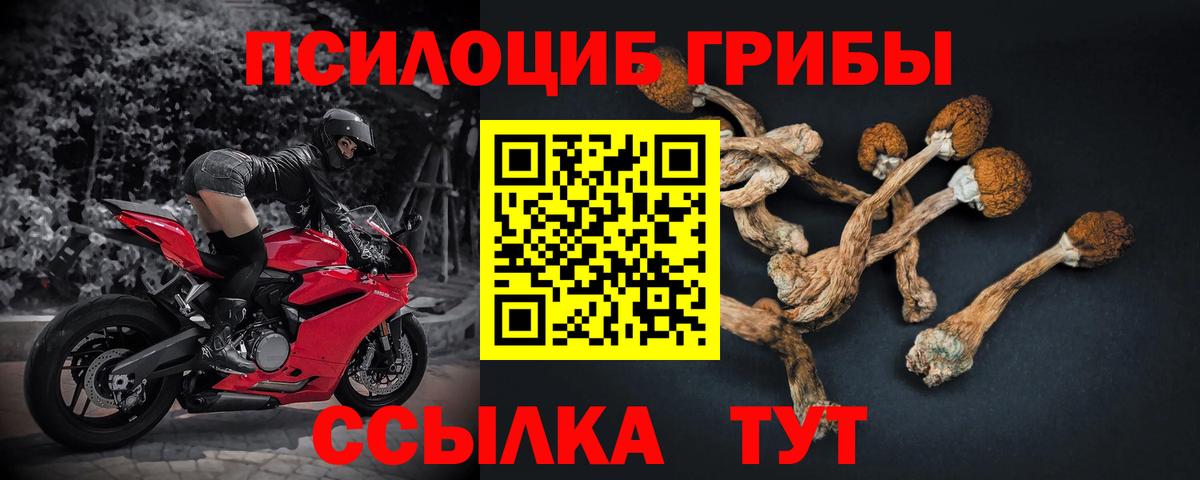 Кохма  Галлюциногенные грибы Psilocybine cubensis  Вход с VPN 