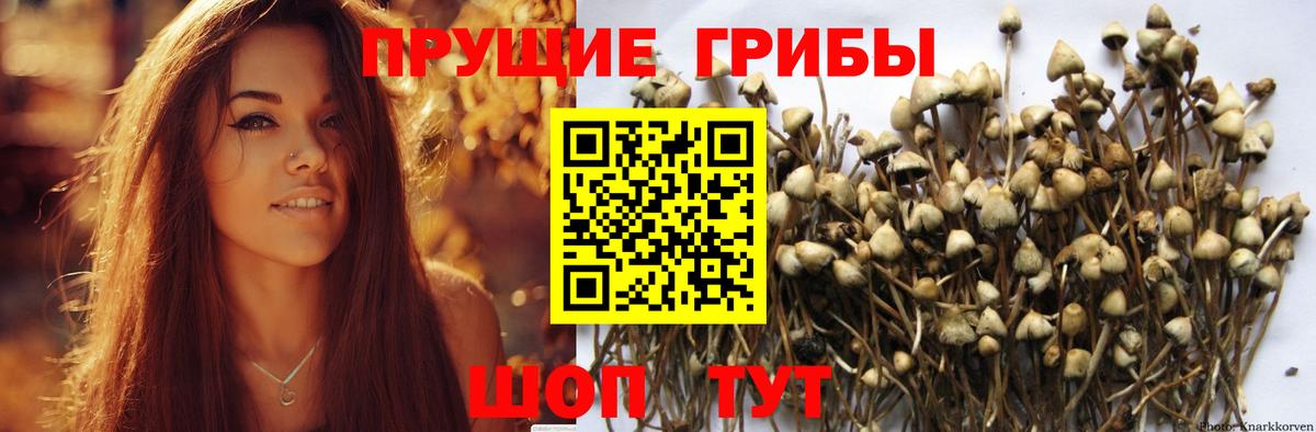 Галлюциногенные грибы GOLDEN TEACHER Кохма